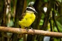 047 Arenal, grote kiskadie
